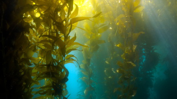alga