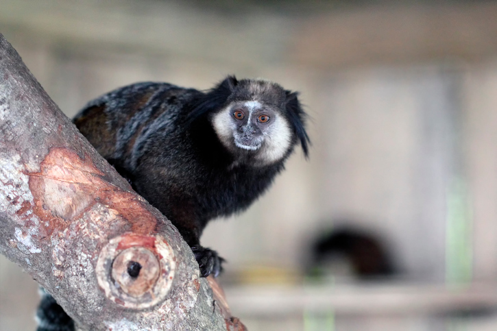 Mico-leão-preto