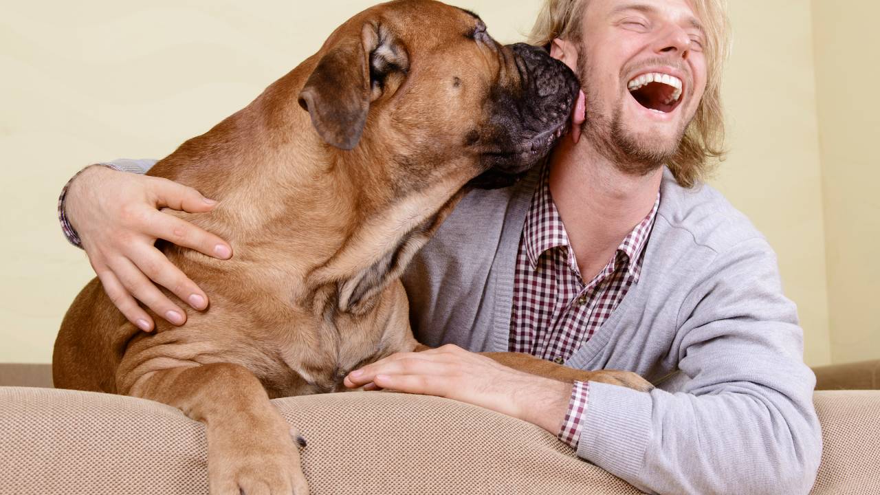 Os cães não gostam de quem não gosta de seus donos e recusam alimentos oferecidos por quem despreza seus proprietários