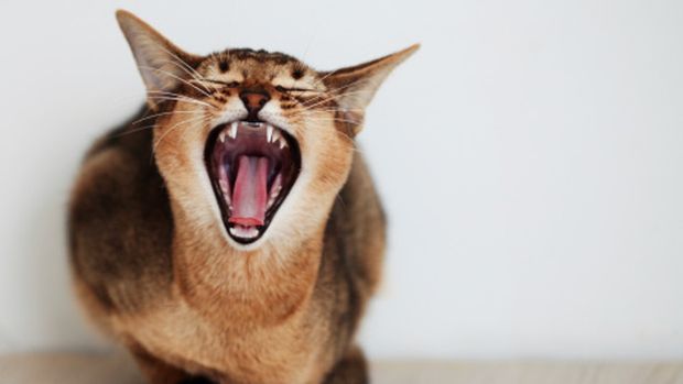 Gato