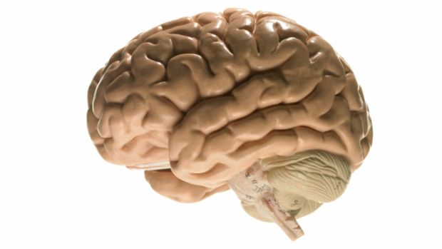 cerebro