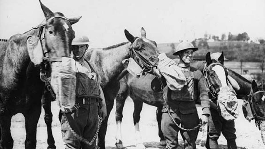 Máscaras de gás para cavalos