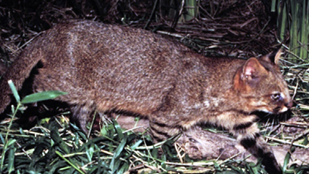 Gato-palheiro (Leopardus colocolo)