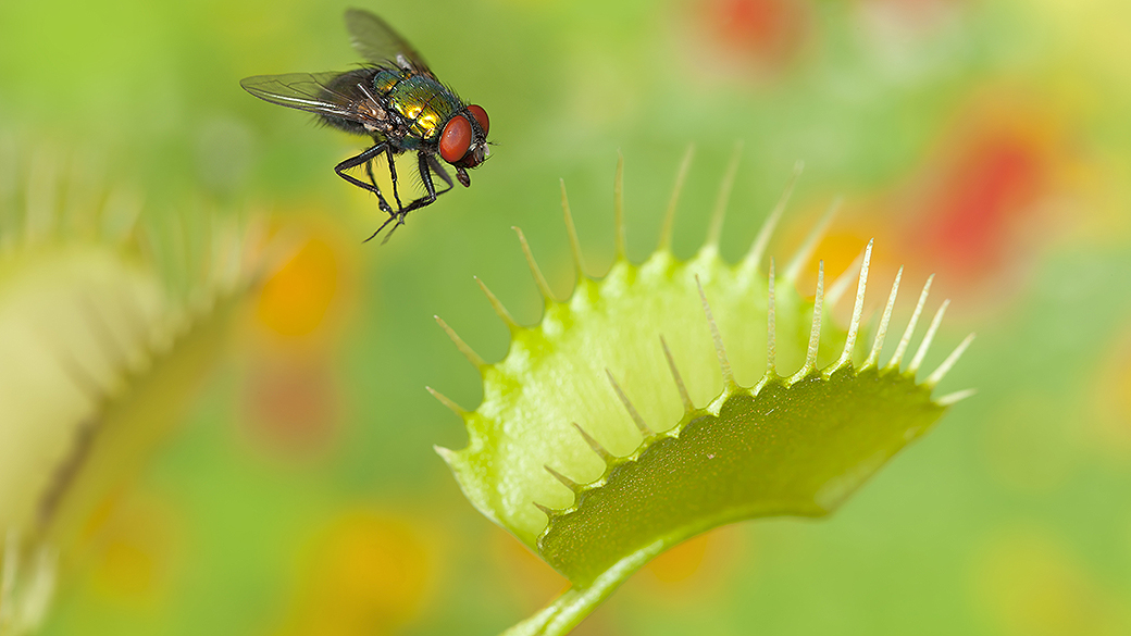 Mosca voa sobre uma planta carnívora