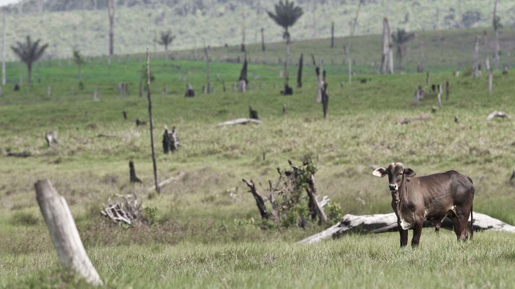A pecuária domina os arredores de Anapu ─ que depois da divisão passaria a integrar o estado de Carajás. Na região, é fácil perceber as consequências do desmatamento. Com as margens desmatadas, o Rio Xingu passou a ter o fundo forrado por bancos de areia trazida pelas chuvas. As montanhas de terra dificultam o tráfego de barcos e alteram o ecossistema. Caso a divisão do estado seja aprovada, a previsão é de que os desmatamentos aumentem na região