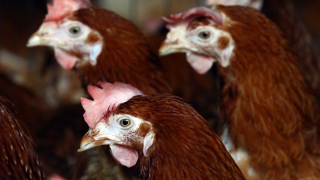 No interior de ovos fecundados, contendo embriões com exatos 11 dias, que são injetadas amostras do vírus H1N1 e dos dois outros tipos da gripe incluídas na vacina: H3N2 e B