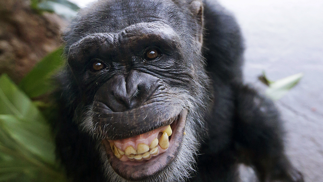 O estudo sugere que os sorrisos estariam presentes em nossos ancestrais primatas e surgiram bem antes que os humanos aparecessem