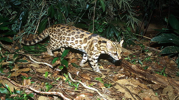 Leopardus guttulus, nova espécie descoberta pelos pesquisadores Leopardus guttulus, nova espécie descoberta pelos pesquisadores