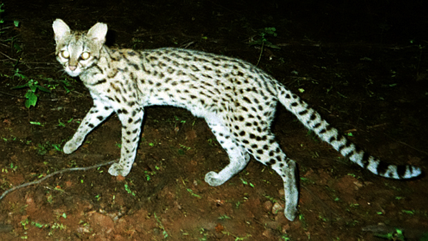 Leopardus tigrinus, espécie de gato-do-mato que ficou com o nome antigo, apesar de ser a menos conhecida Leopardus tigrinus, espécie de gato-do-mato que ficou com o nome antigo, apesar de ser a menos conhecida