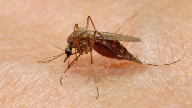Cientistas criam método rápido e sem agulha para detectar malária e dengue