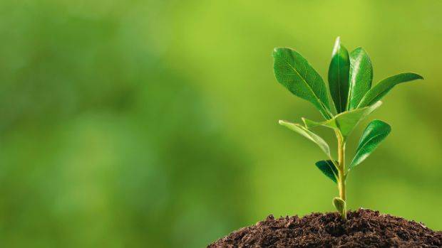 O neurocientista das plantas