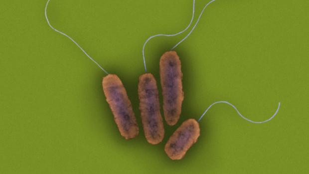 Imagem de bactérias 'Psedomona aeruginosa' ampliadas 27.000 vezes. A bactéria é responsável por infecções oportunistas, que podem matar pessoas com o sistema imunológico debilitado, principalmente em hospitais