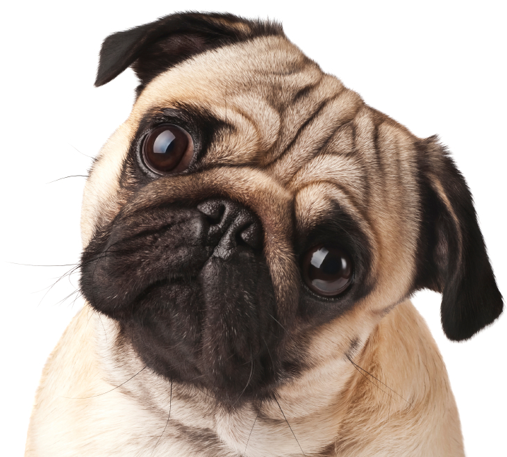 pug