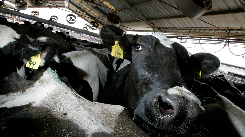 Rebanho de vacas leiteiras