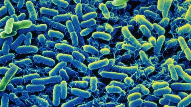 ‘Resistência antimicrobiana é problema de saúde pública’, diz especialista