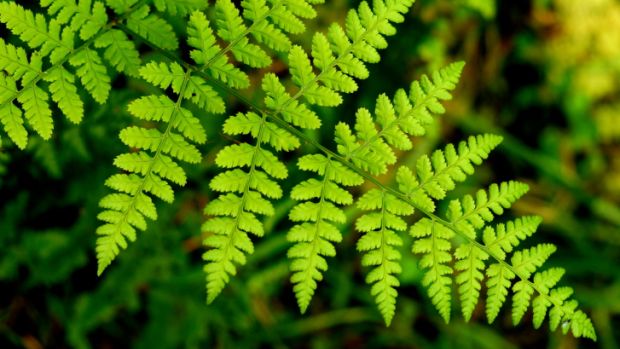 Plantas lutaram pela sobrevivência por milhares de anos, após catástrofe