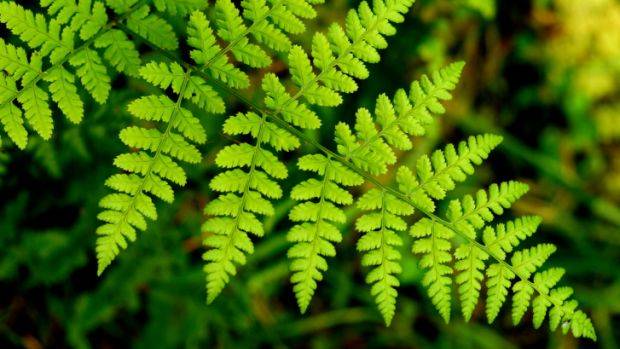 Plantas lutaram pela sobrevivência por milhares de anos, após catástrofe
