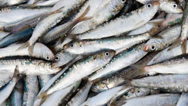 Sardinhas frescas