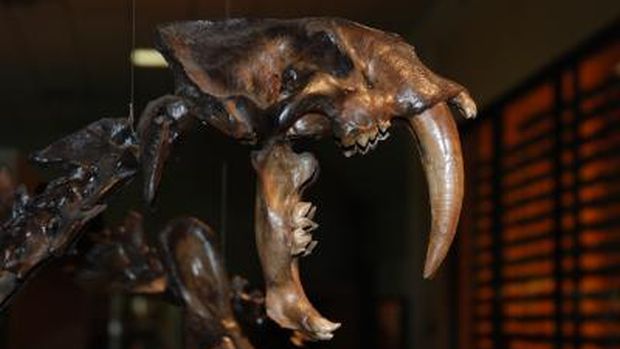 Nova teoria refuta causa da extinção de tigres dentes-de-sabre