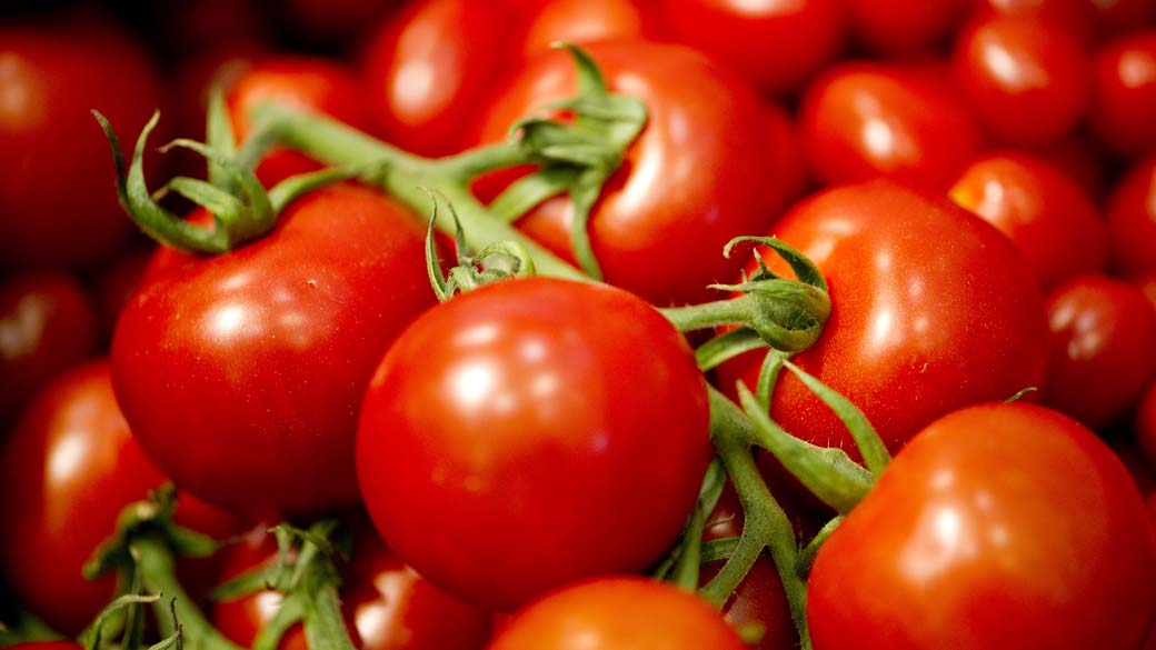 Tomates na feira de agricultura em Berlim, na Alemanha