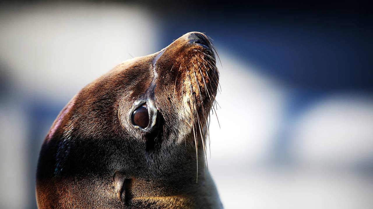 Filhote de leão-marinho doente e subnutrido é fotografado em um centro de tratamento para mamíferos marinhos em Sausalito, na Califórnia - 18/03/2015