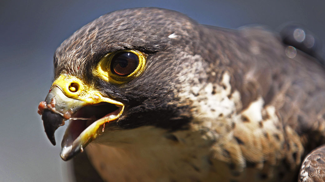 Falcão peregrino se alimenta de um pedaço de frango no estádio de futebol Cape Town, na África do Sul