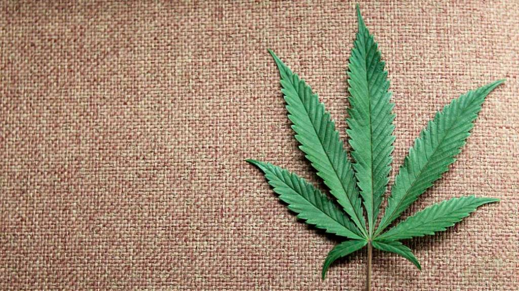 Mais de 328 mil empregos e R$ 26 bi: estudo mostra impacto da liberação da maconha