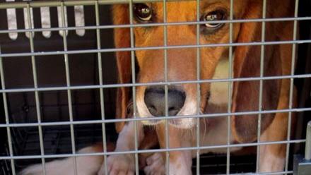 Os cãezinhos beagle eram usados para testes em laboratório