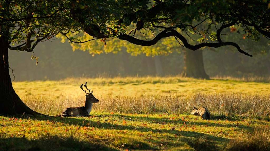 Hora de colher batatas