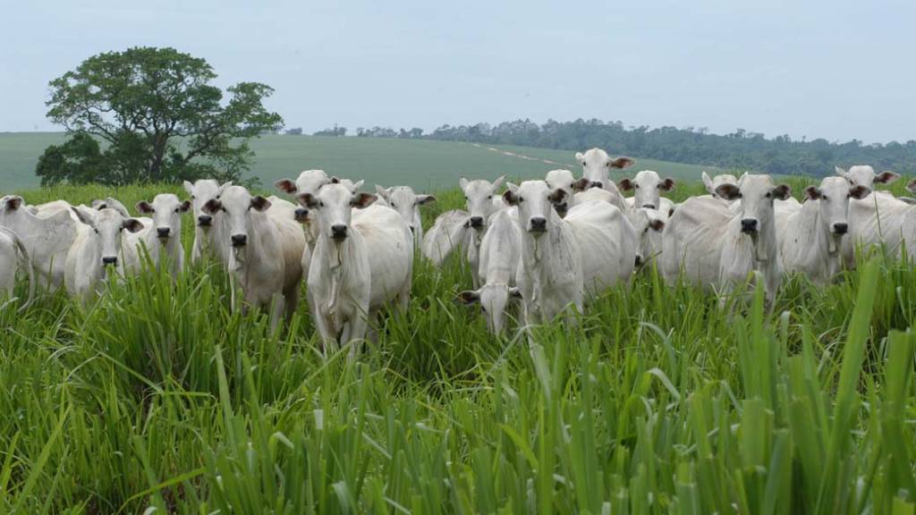 Carne bovina brasileira emite mais que o dobro do permitido pelas metas de carbono
