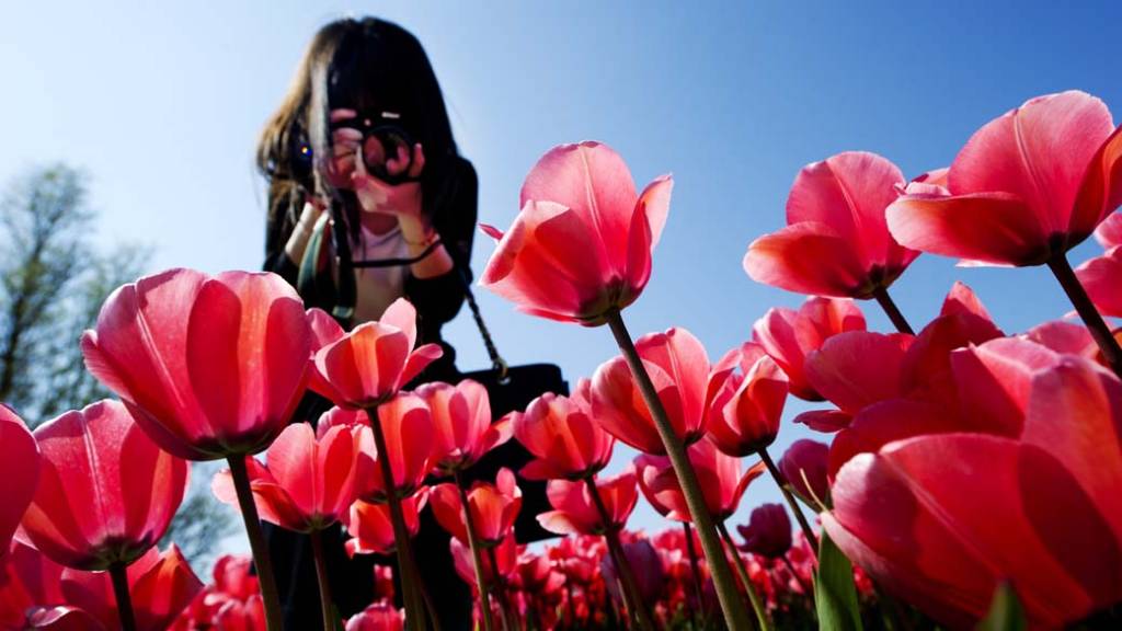 Com quantas tulipas se faz uma primavera?