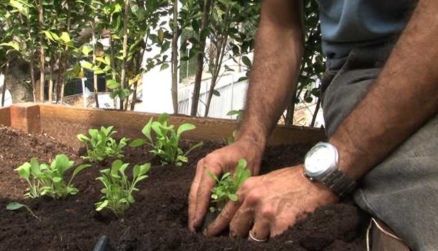 Horta na laje: hobby que melhora o clima da casa