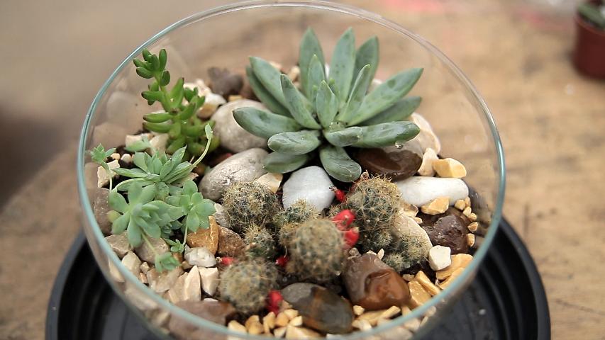Mini-jardins, os bibelôs botânicos