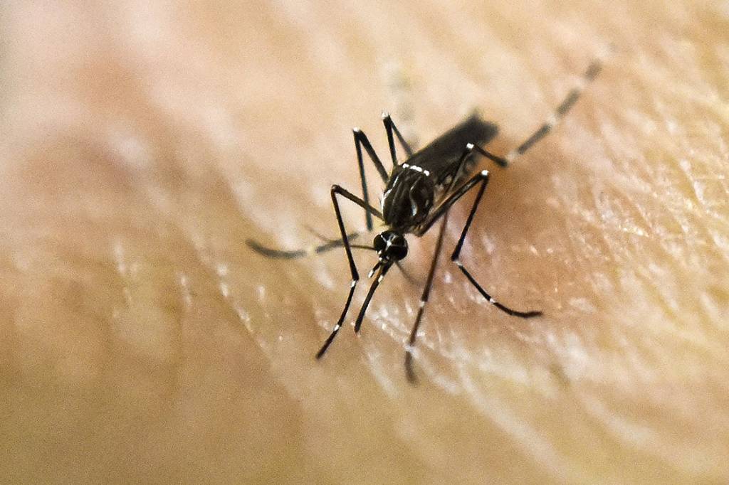 Saiba onde a chikungunya matou mais que a dengue na última década