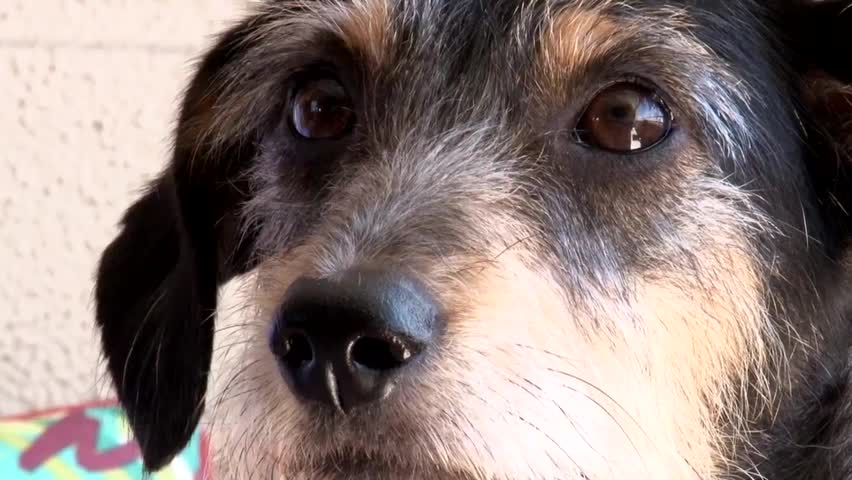 Por que os cães latem?
