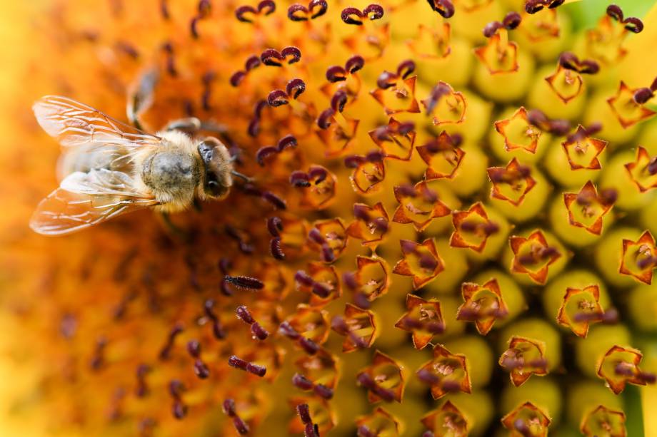 Abelha pousa em uma flor em um campo na cidade de Maintal, na Alemanha