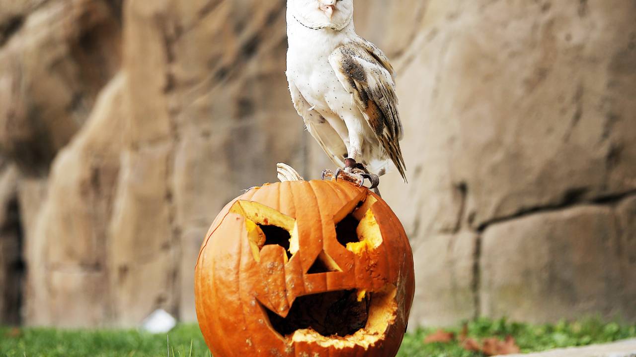 Coruja é vista sobre uma abóbora nas vésperas do Halloween em Cumiana, no norte da Itália - 28/10/2016