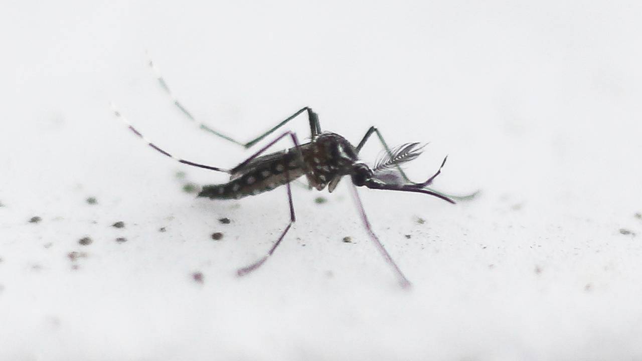 O mosquito Aedes Aegypti, transmissor da dengue - 26/10/2016