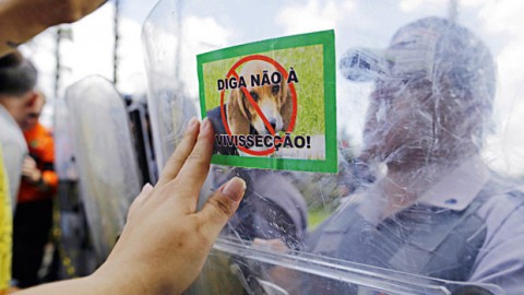 A ÚNICA CHANCE?de salvar os cães é nos salvar, ou seja, acelerar os avanços científicos e tecnológicos, e não colocar obstáculos intransponíveis a eles