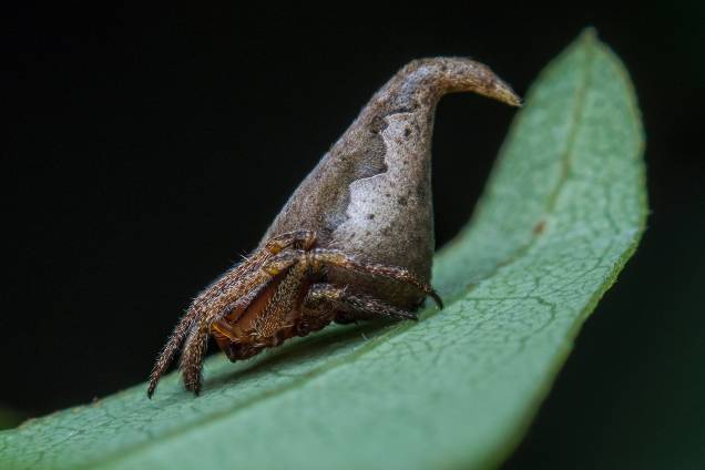 Espécie de aranha, Eriovixia gryffindori Espécie de aranha, Eriovixia gryffindori