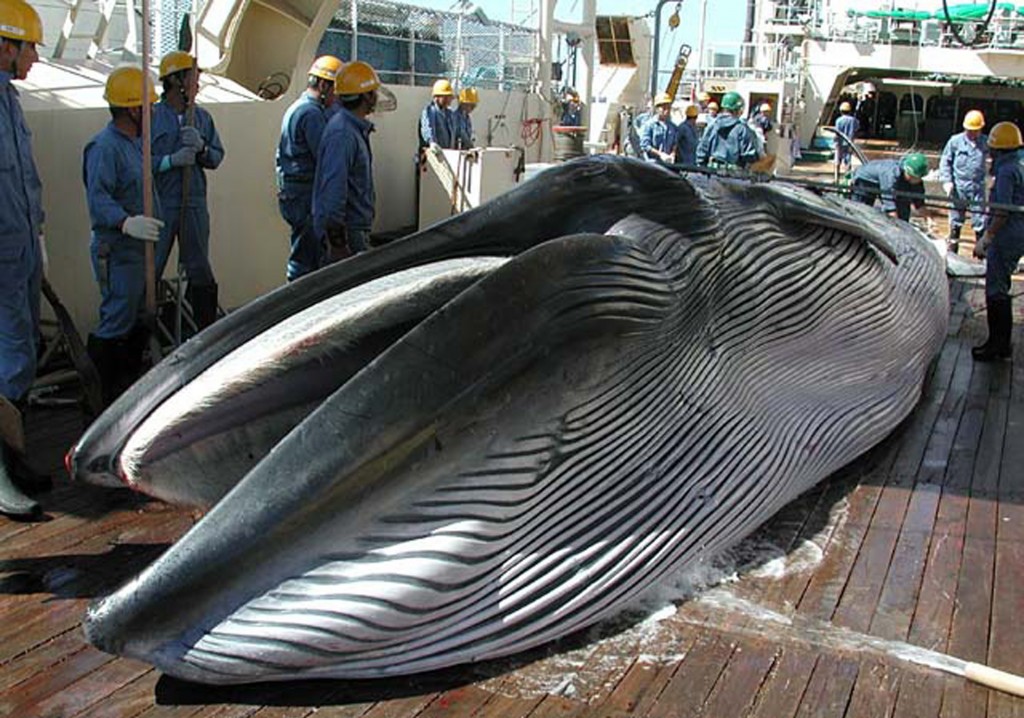 Baleia Bryde no convés de um navio japonês, em foto de 2013. Crédito AFP/ Institute of Cetacean Research