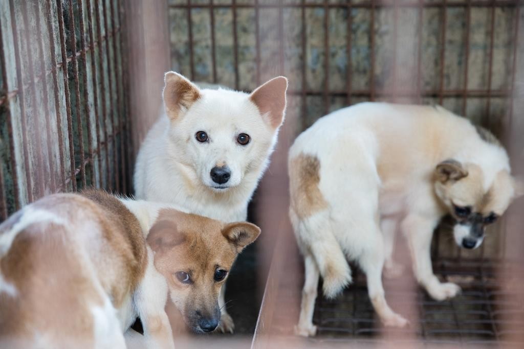 Cachorros de várias raças esperando resgate em Chungcheongnamdo, na Coreia do Sul. Cortesia Humane Society International