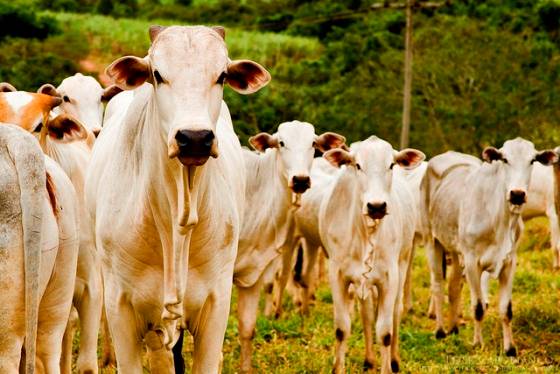 A carne é mesmo fraca?