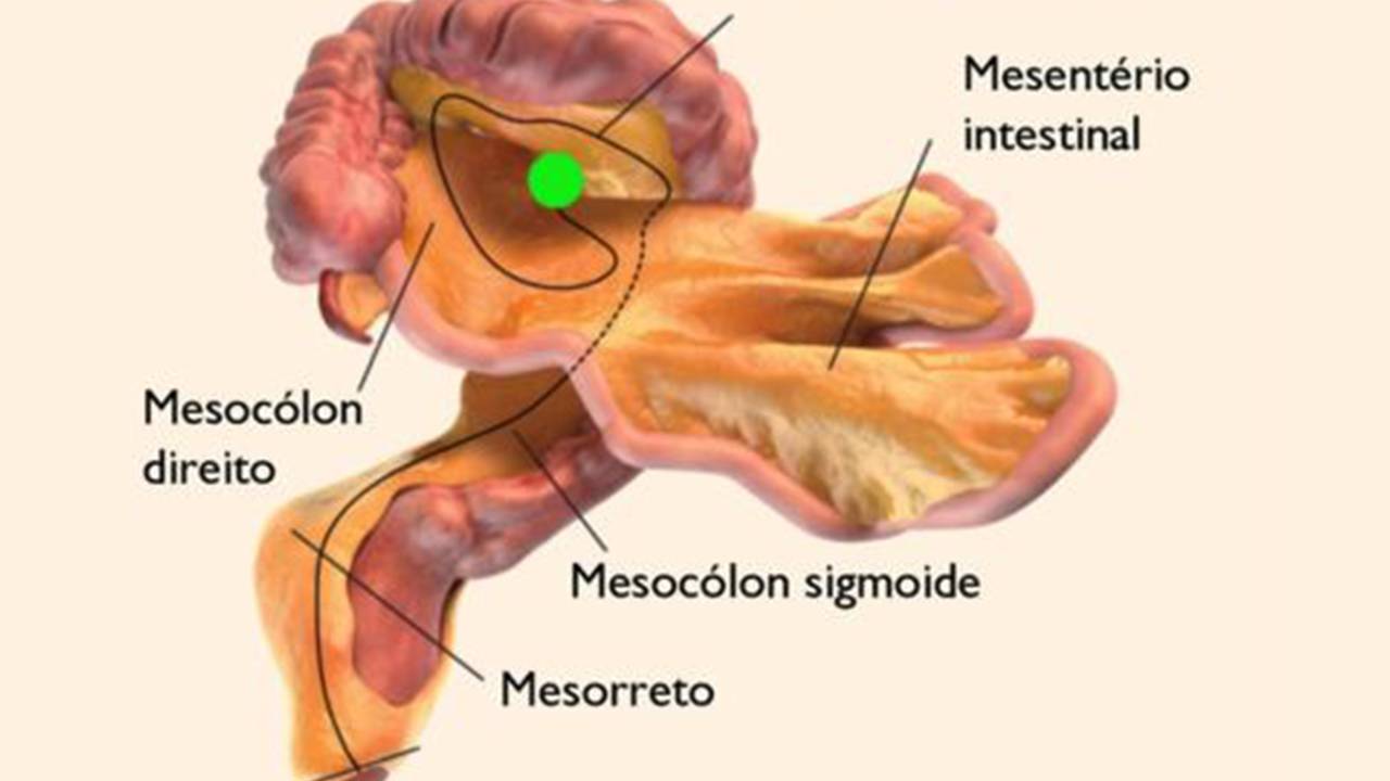 Mesentério