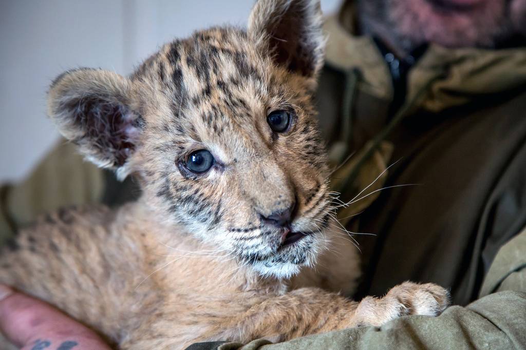 Ligre, raro híbrido de leão e tigre, nasce na Rússia