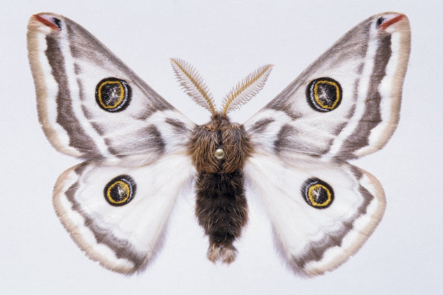 Mariposa de Seda, Ilhas Trobiand Mariposa de Seda, Ilhas Trobiand