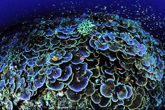 Jarvis Island National Wildife Refuge Coral Jarvis Island National Wildife Refuge Coral