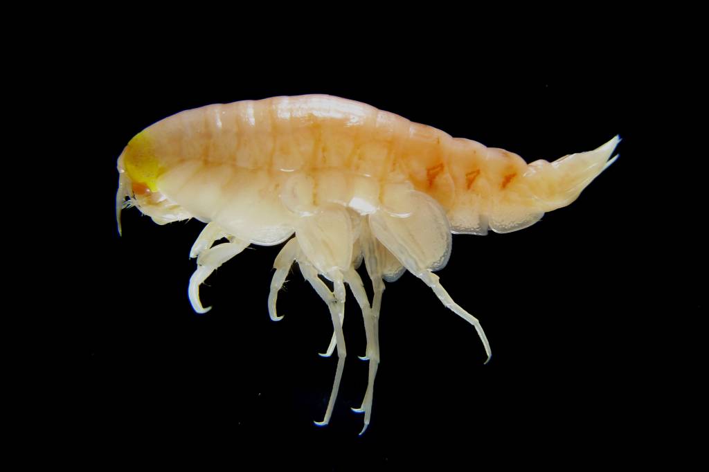 Hirondellea gigas Hirondellea gigas