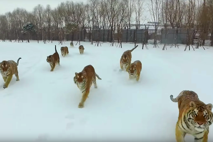 Tigres siberianos perseguem drone