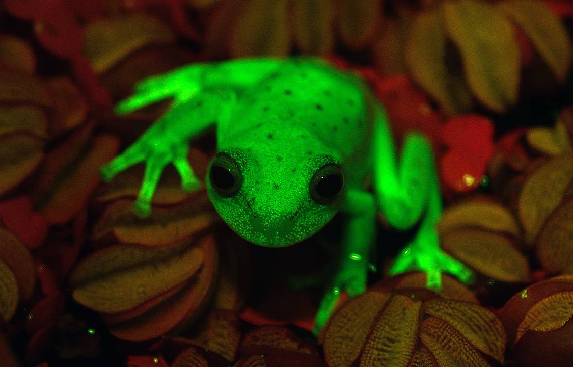 Pesquisadores descobrem sapo com fluorescência, na América do Sul